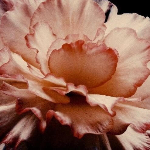 The melodies of affection and adoration never caressed